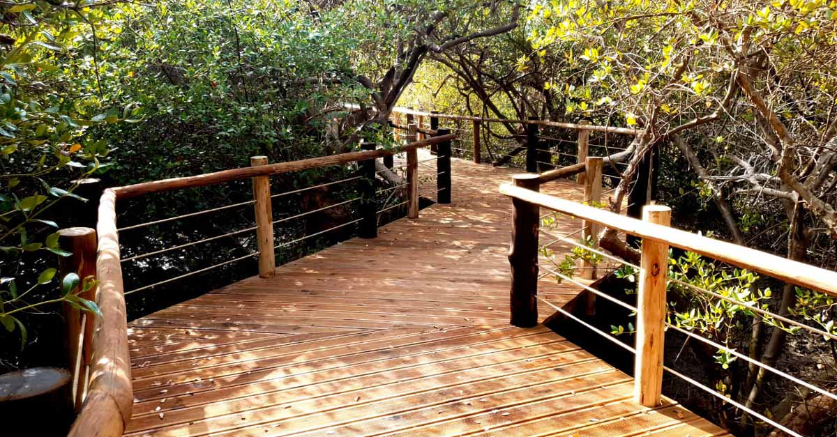 The Mangrove trails we constructed at Khor Kalba