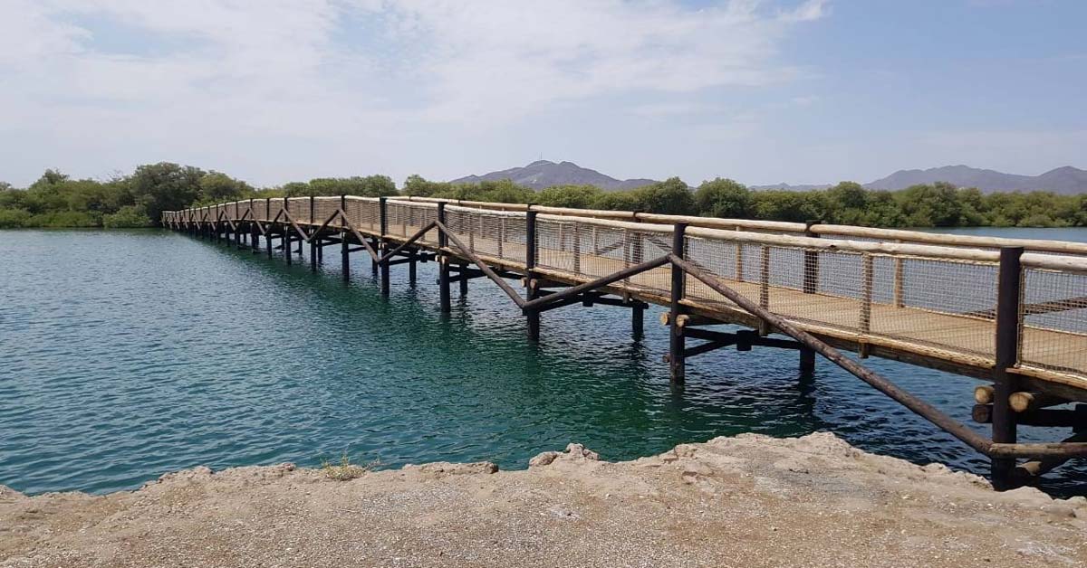 The timber bridge of 141m stretching across the lagoon we constructed.